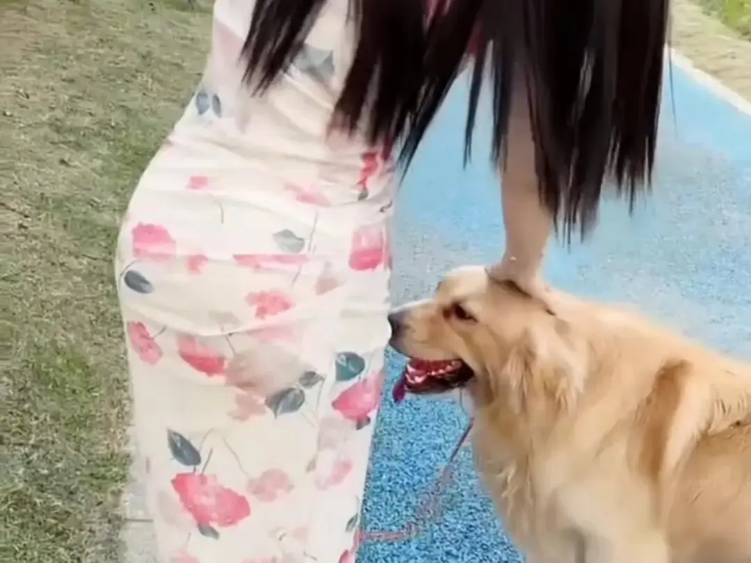 免费看《抖音香香公主与爱犬金毛》科普视频，高清无广告，抖音香香公主与爱犬金毛直播回放网盘资源速来拿！