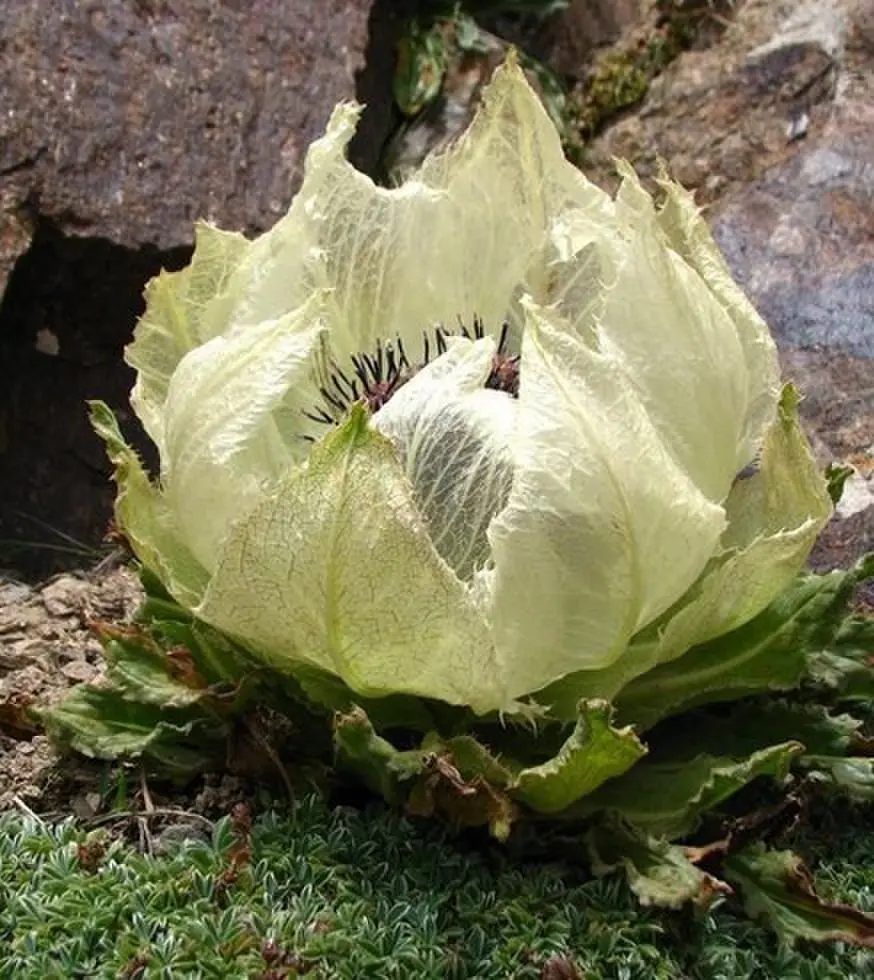 欧美《The Tease/捉弄》1080P - 国语中字免费看 - 《The Tease/捉弄1992》蓝光原盘全集